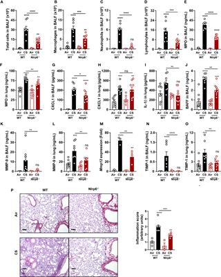 NLRP6 controls pulmonary inflammation from cigarette smoke in a gut microbiota-dependent manner